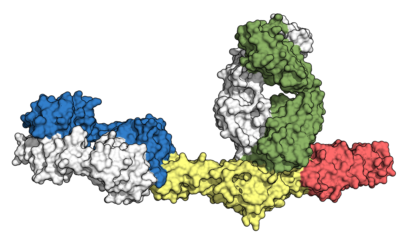 3D atomic map, or structure, of the Gc protein bound to two antibodies 