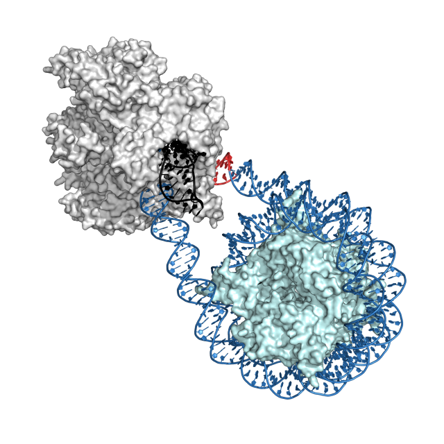A Cas9 CRISPR enzyme (left) beside a nucleosome, a structure of DNA wrapped around protein. Image courtesy of The University of Texas at Austin.