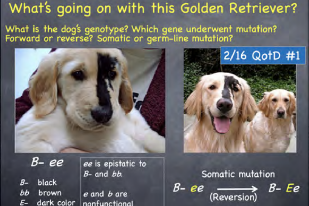 class presentation image of golden retrievers with a black section of their fur on their face. text stating  "What's going on with this Golden Retriever? Followed by 'What's the dog's genotype? Which gene underwent mutation? Forward or reverse? Somatic or germ-line mutation?  Followed by writing out of genotype information. 