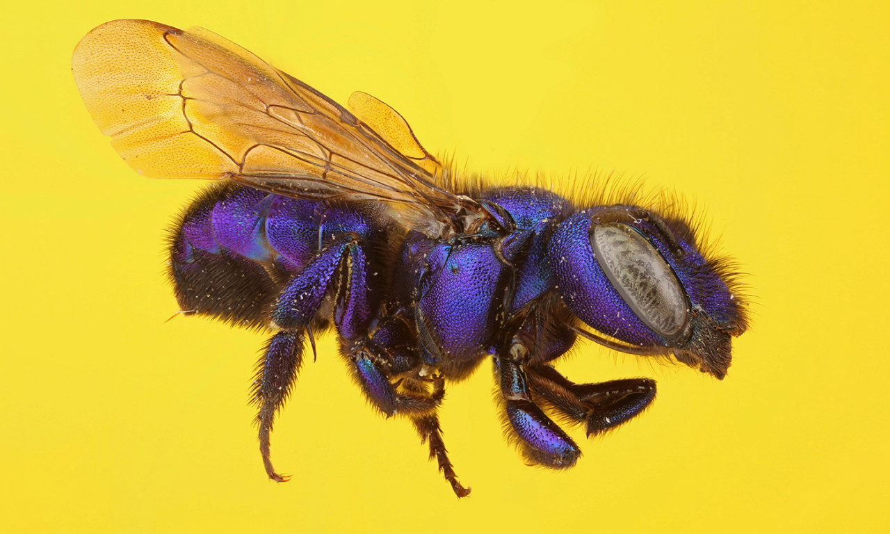 Image of a Mason Bee or Blueberry Bee, the bee has a dark blue, indigo, color with a purple iridescence 