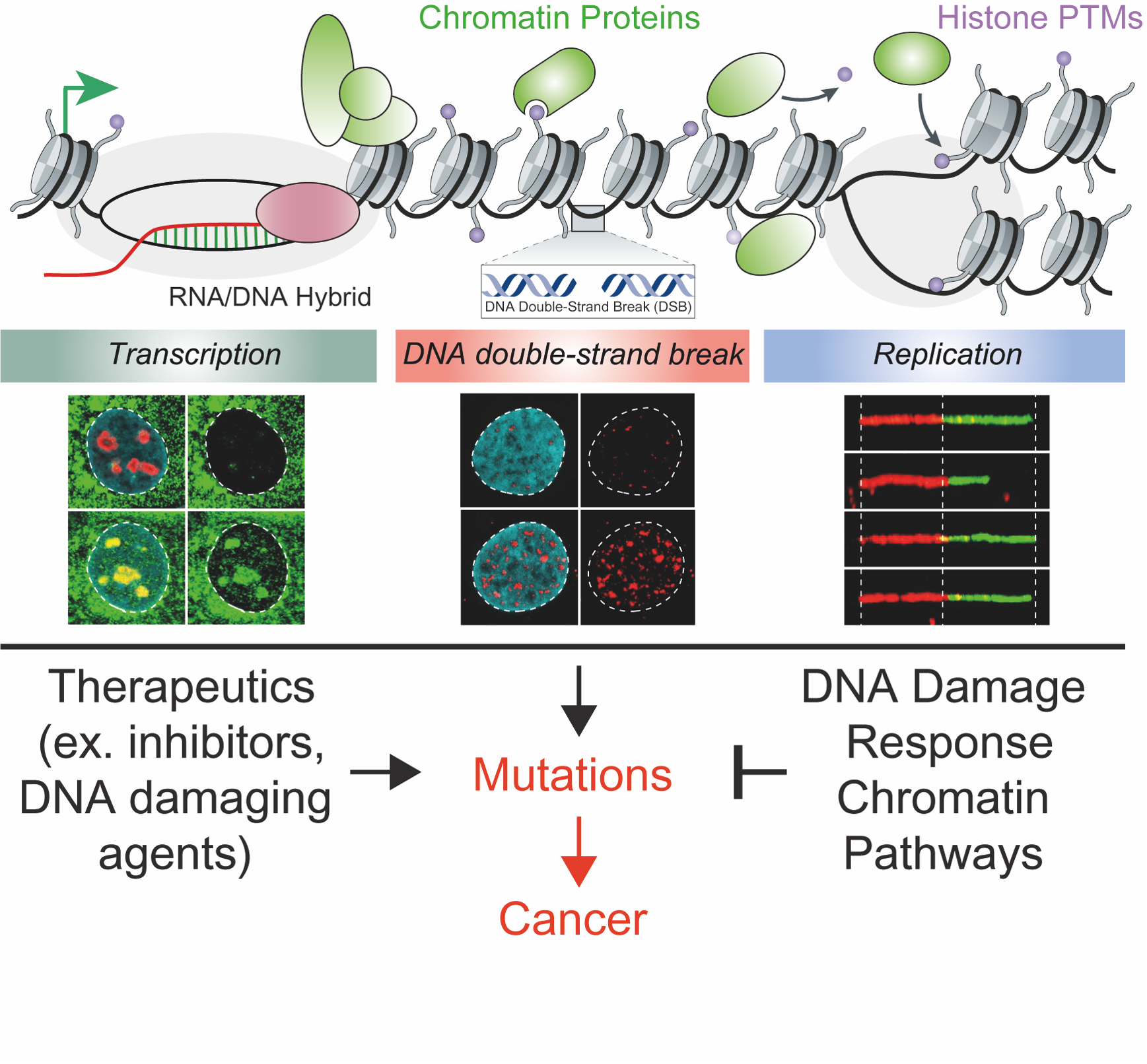 Elucidating Genome Integrity Mechanisms