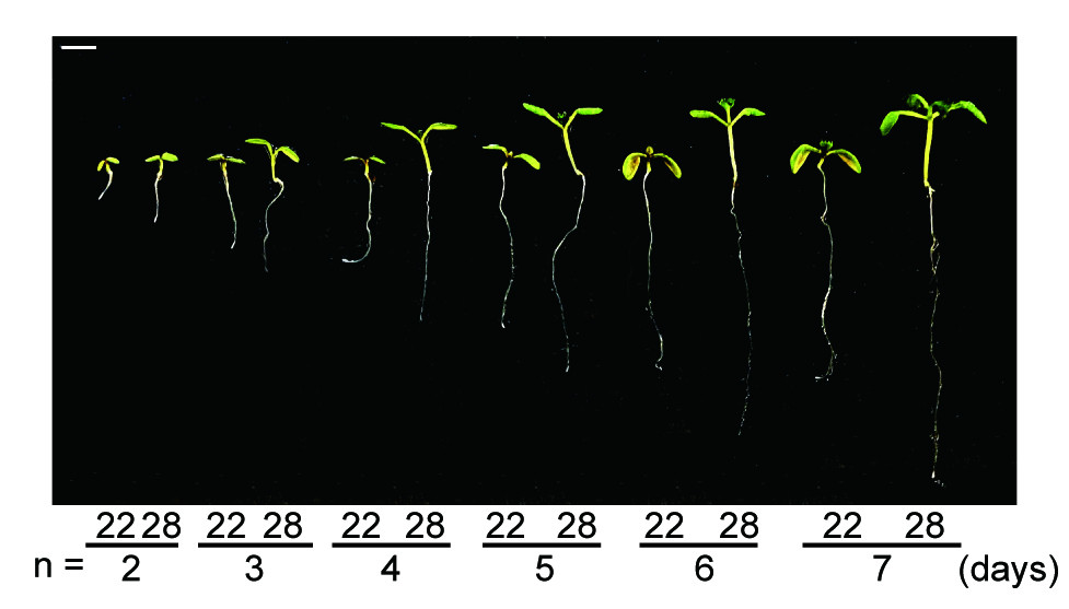 Image of seedlings at 2-7 days of growth
