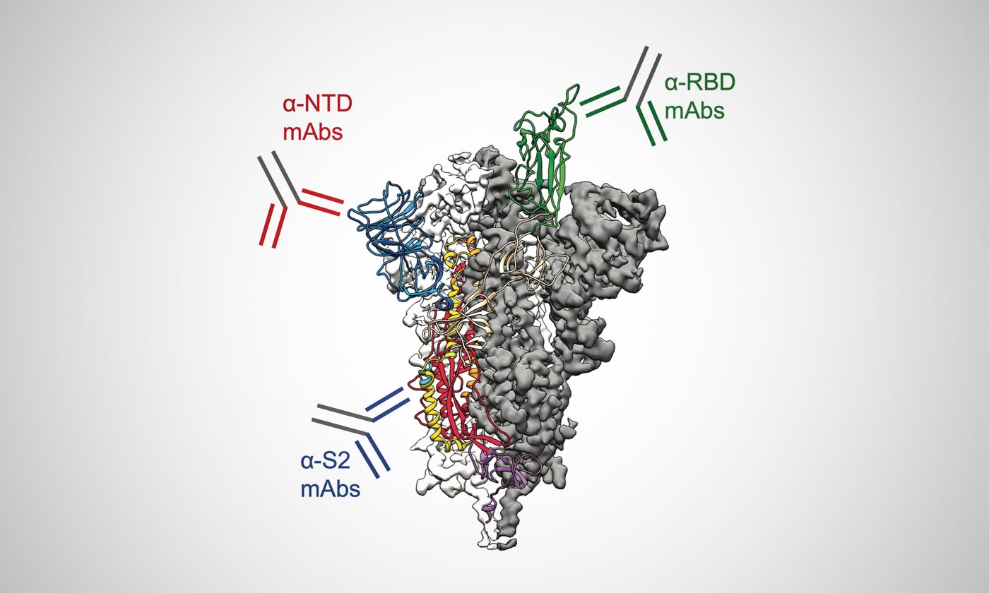 How SARS-CoV-2 evades the immune system