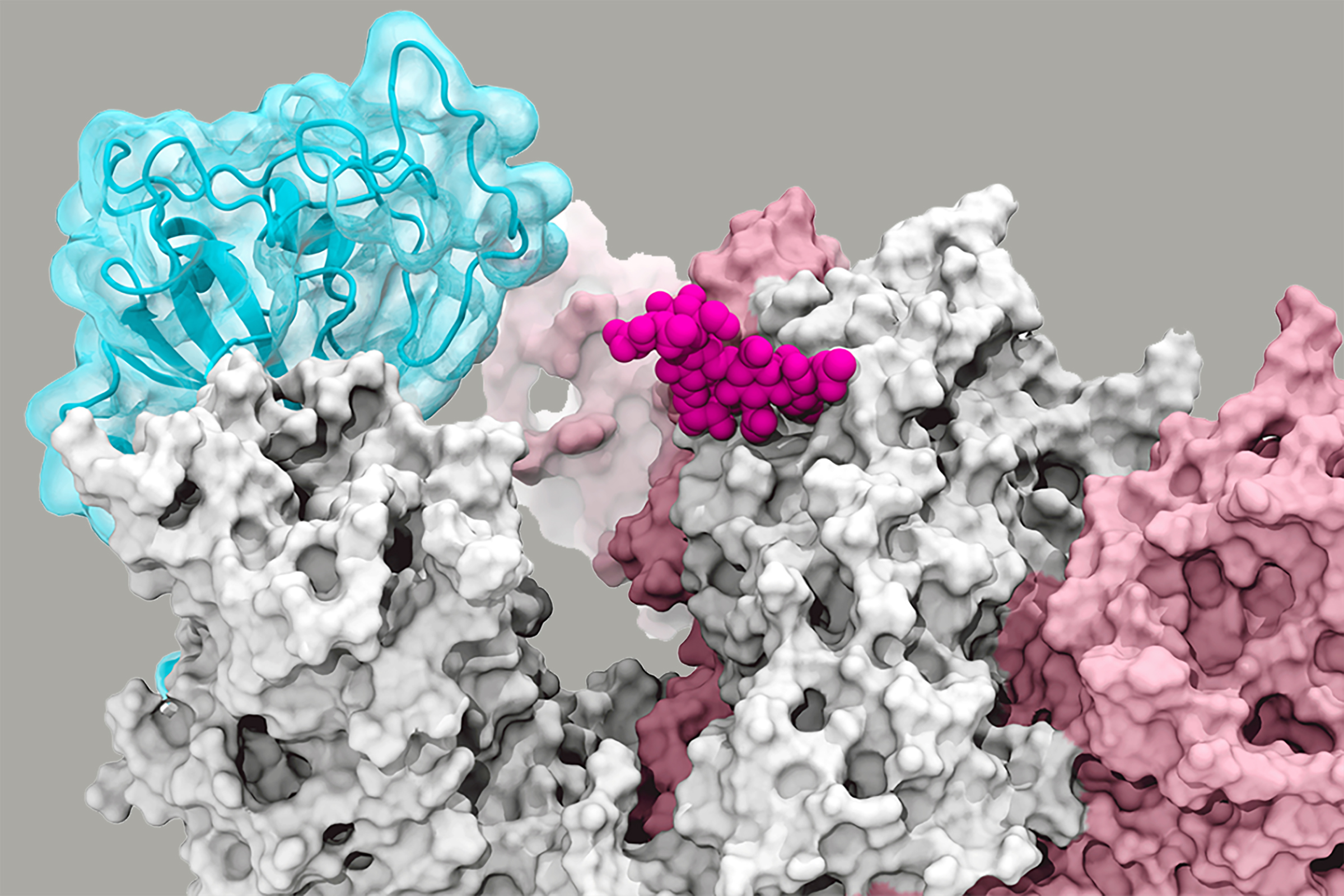 Simulation Reveals How a SARS-CoV-2 Allow COVID Infection