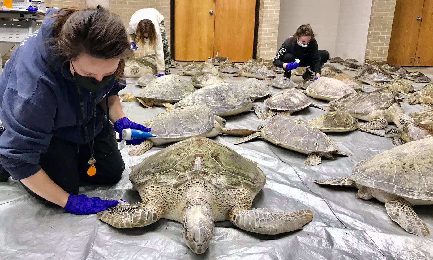 Image of a number of rescued sea turtles being cared for by Volunteers at UTMSI