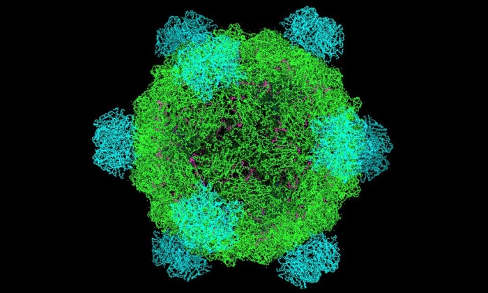 Model of a microvirus