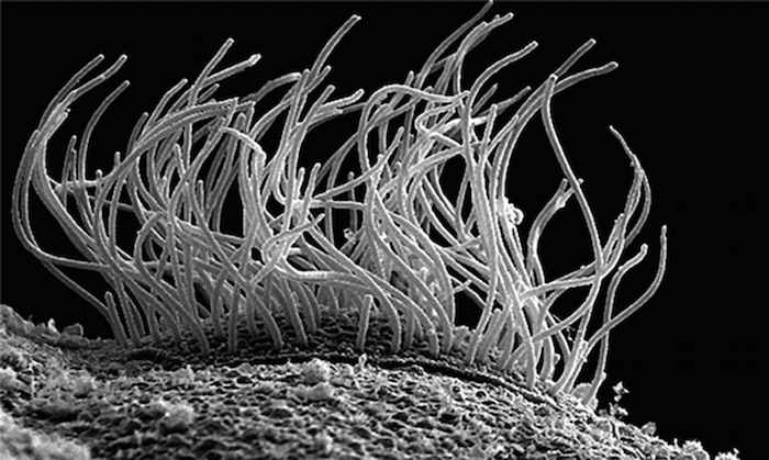 Cilia image taken with a scanning electron microscope.