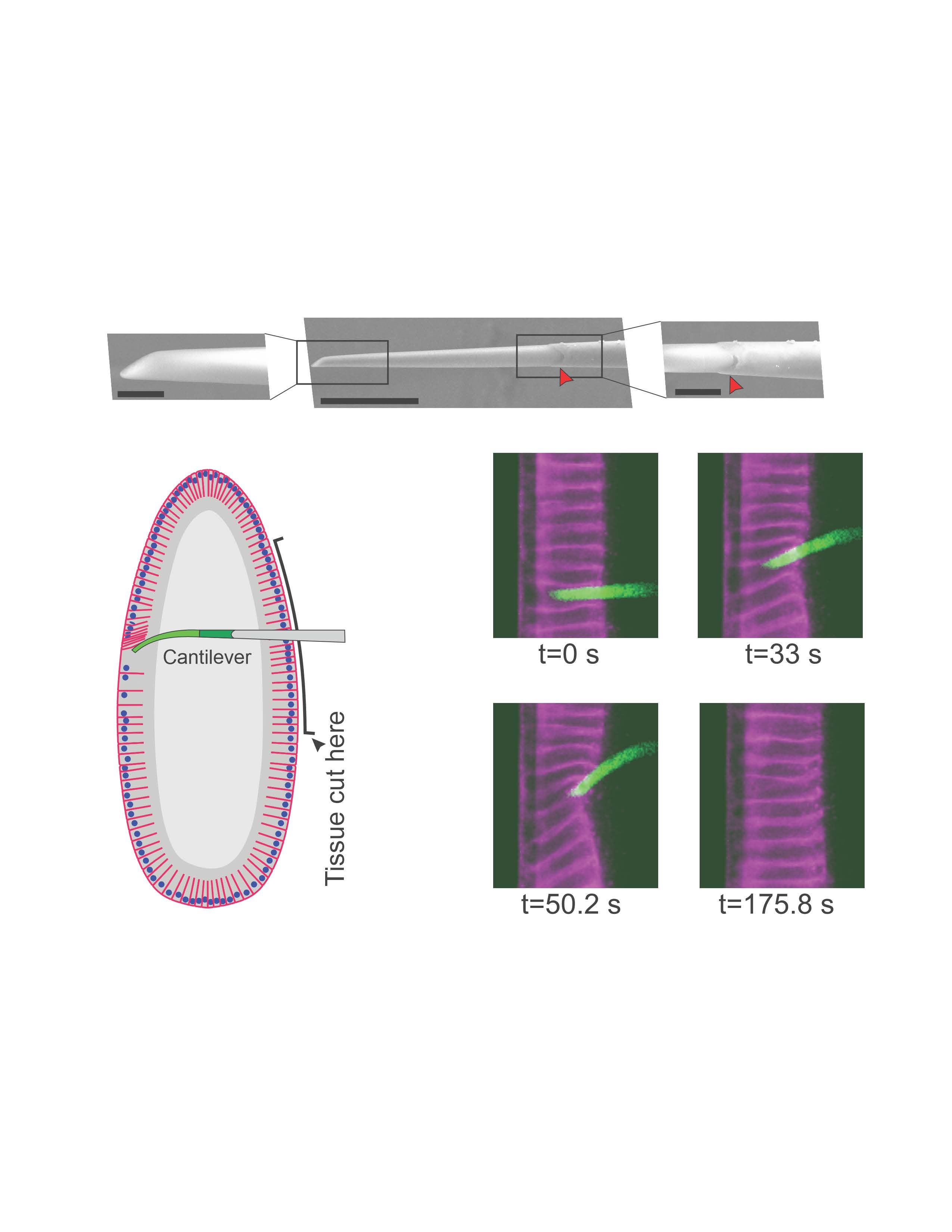 Science image