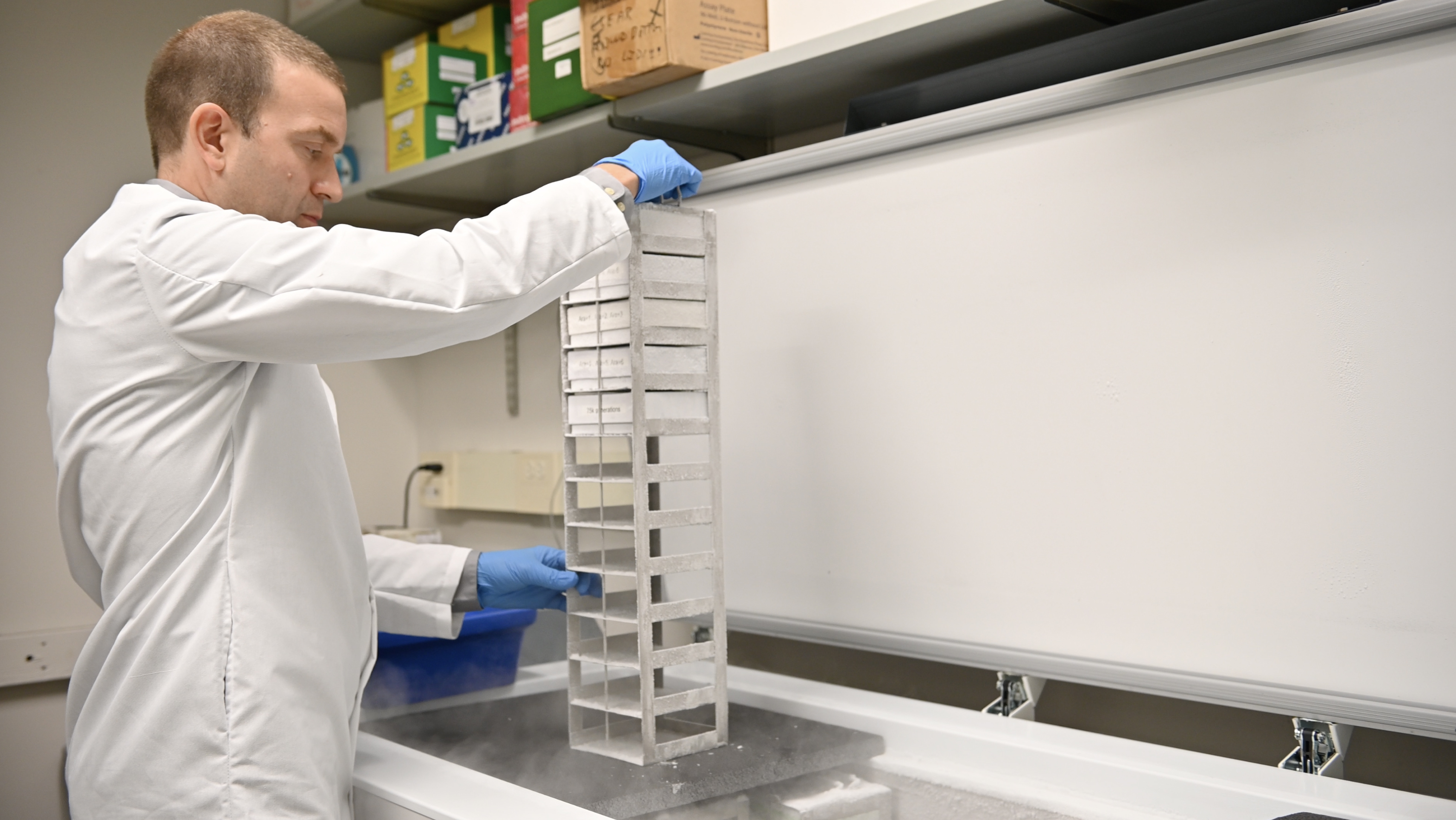 A scientist removes a rack of frozen boxes of bacteria from a freezer
