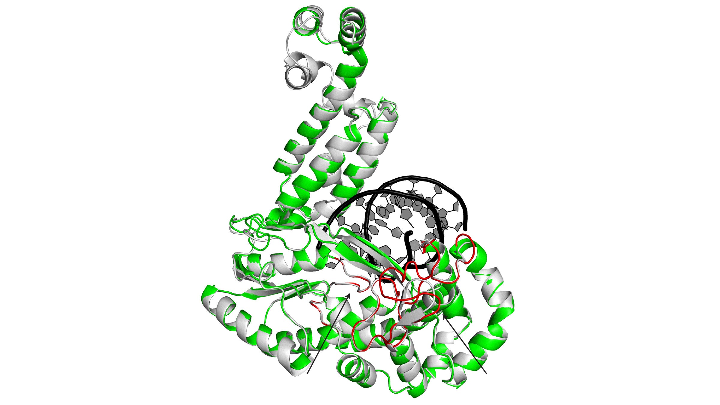 This image is a superposition of two enzymes: G2L4 and GsI-IIC RT.