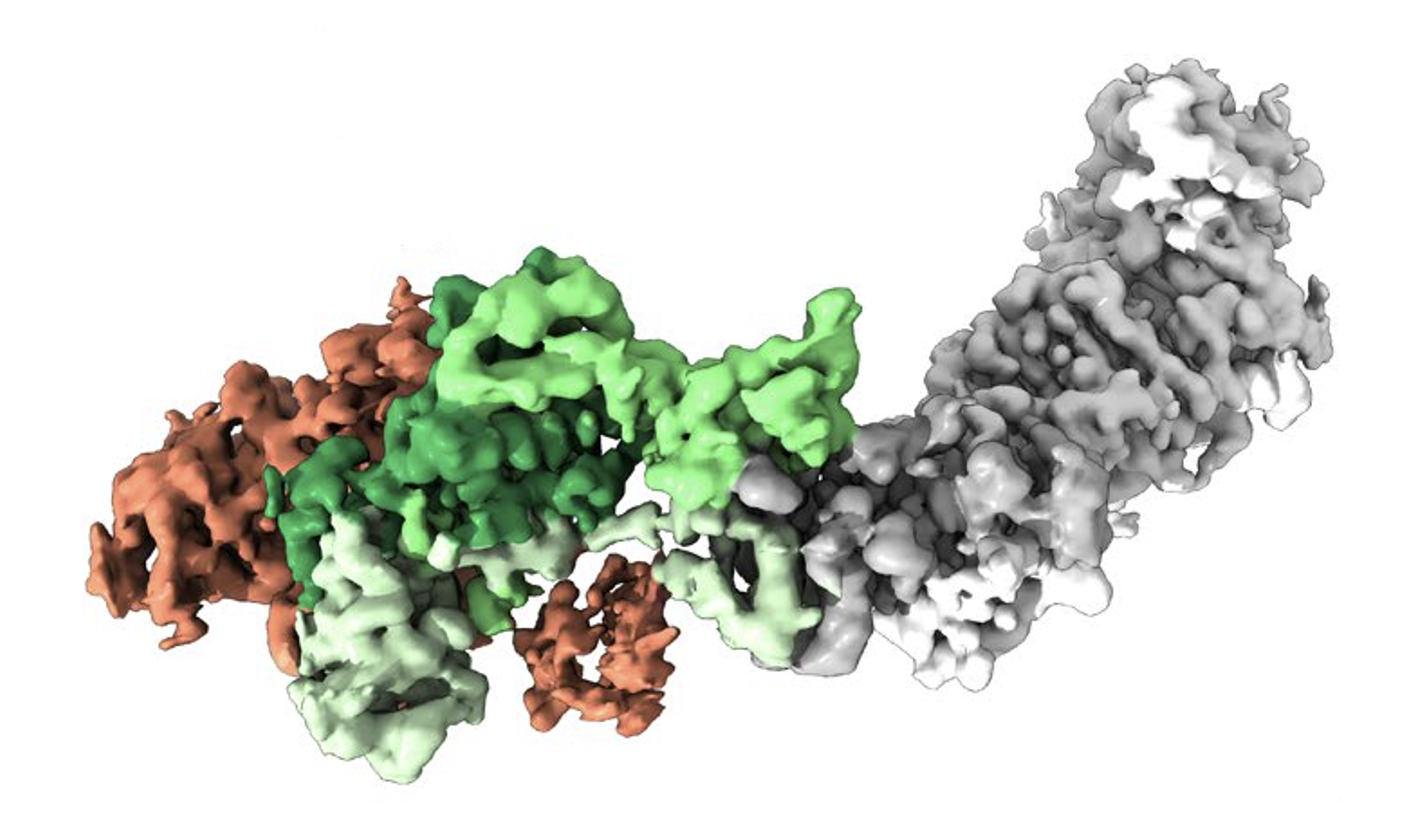 The structure of the human cytomegalovirus,