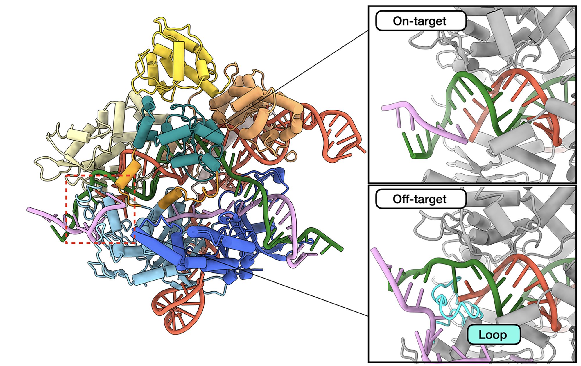 illustration of DNA structure
