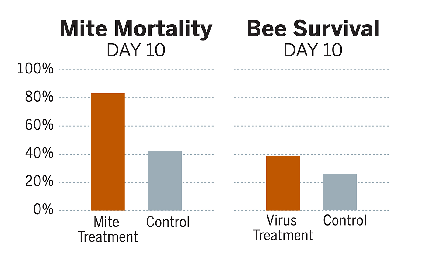 Graph showing how much engineered bacteria affect mite mortality and bee survival