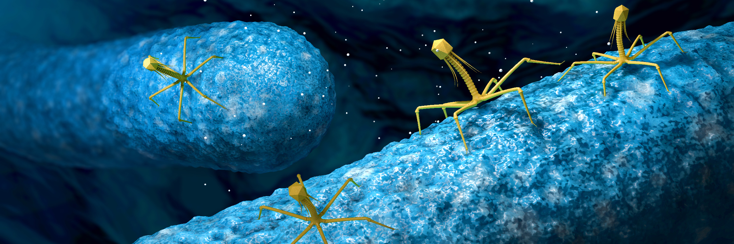 Phage virus attacking and infecting a bacteria