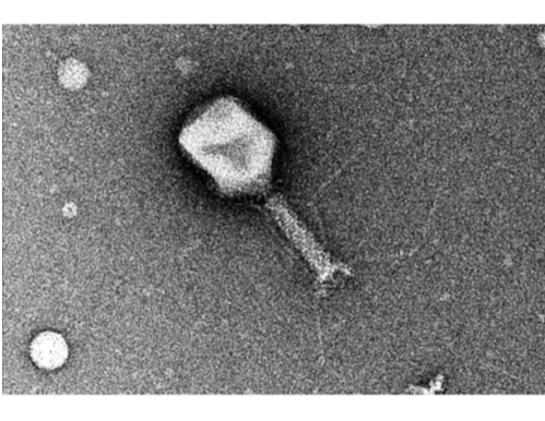 Science Image