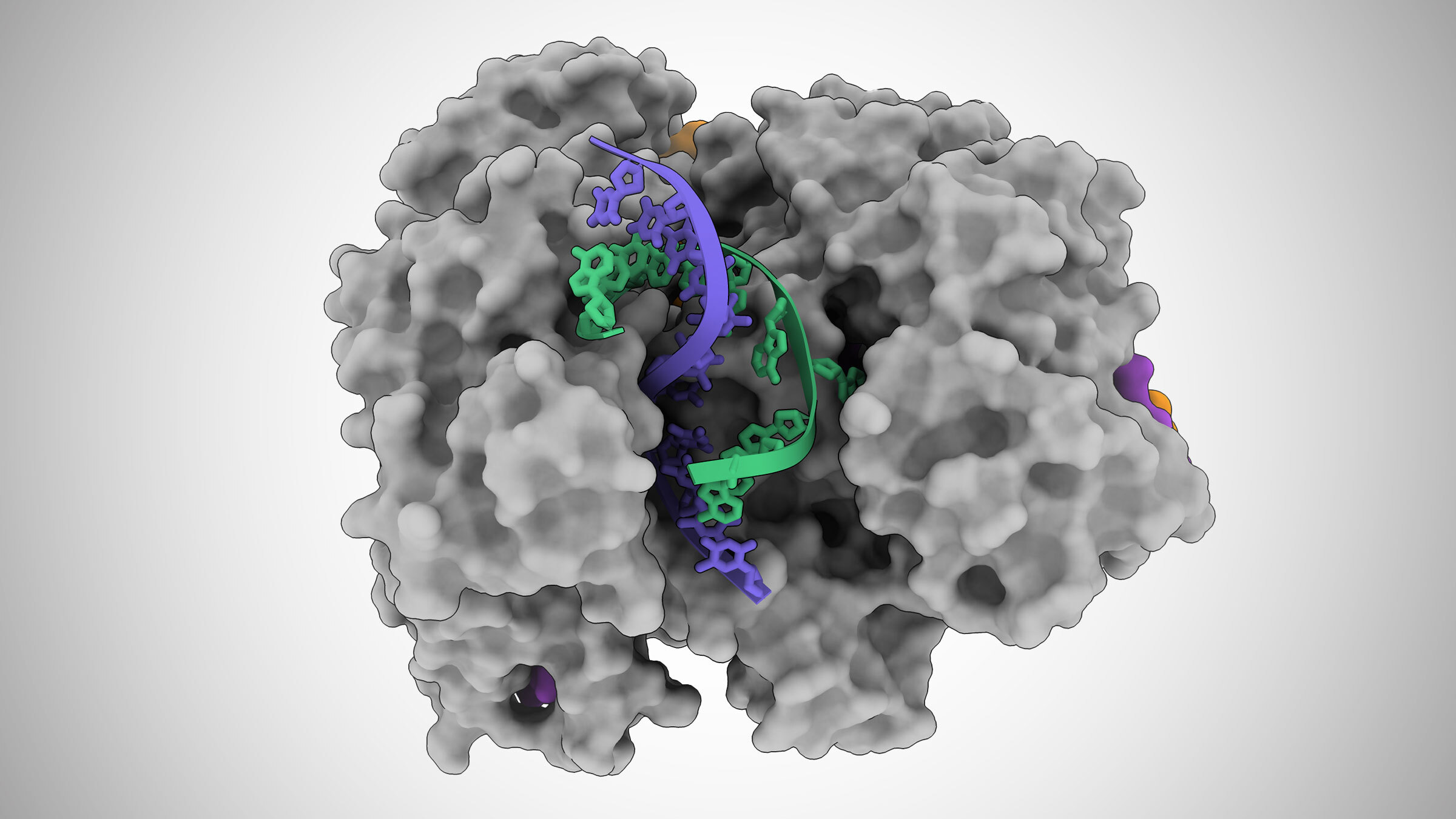 A protein unwinds a double stranded DNA helix