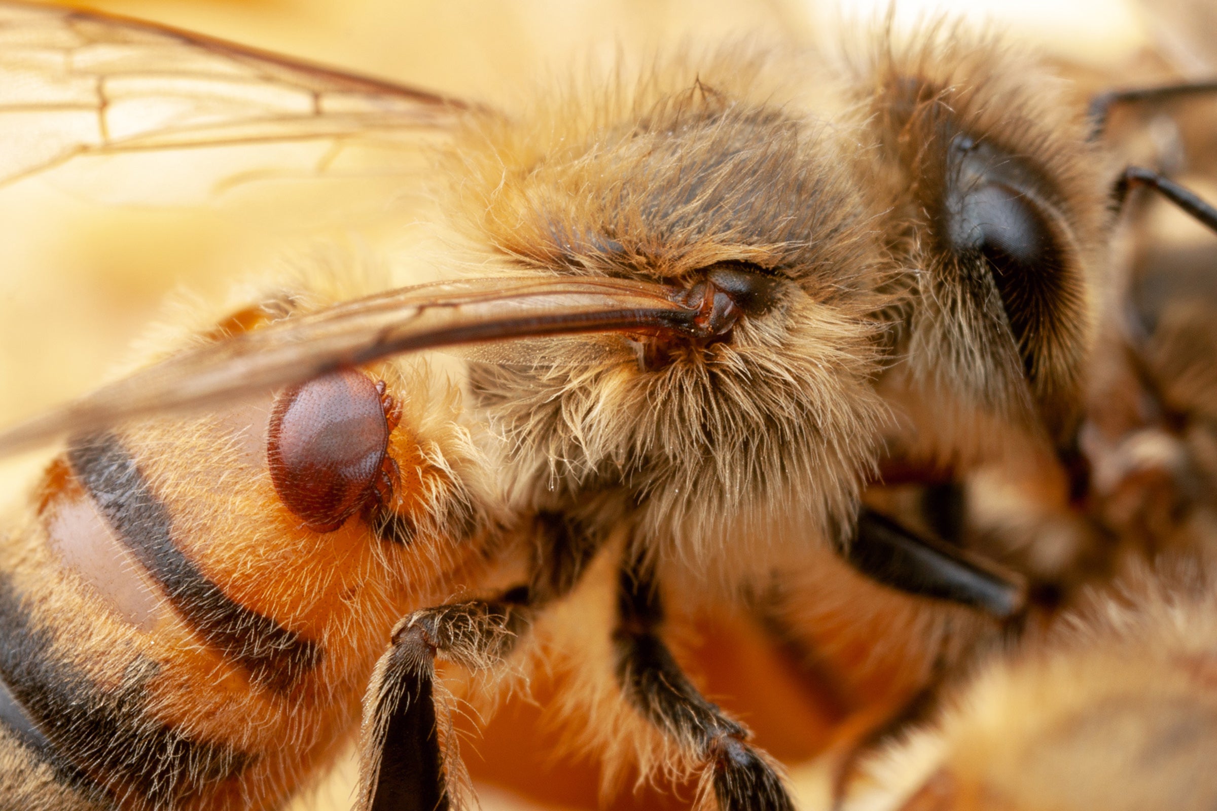 A red mite attached to the side of a honey bee